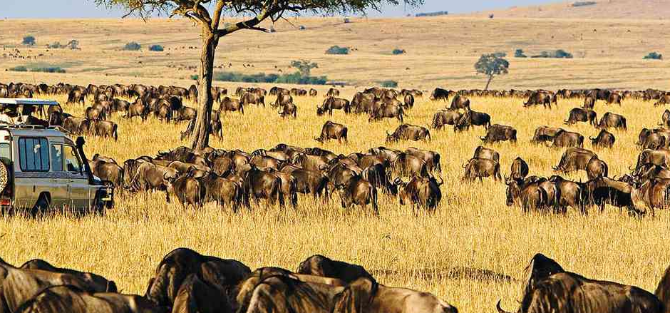 A bunch of grazing animals in Africa