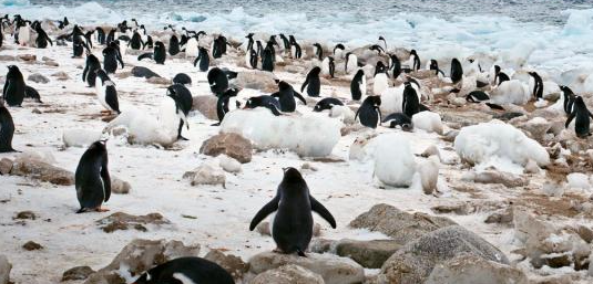 Antarctica with penguins all over the ice